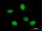FERM domain-containing protein 8 antibody, H00083786-B01P, Novus Biologicals, Immunocytochemistry image 