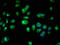 Protein S100-A16 antibody, LS-C397816, Lifespan Biosciences, Immunofluorescence image 