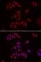 Nephrocystin 1 antibody, orb373449, Biorbyt, Immunofluorescence image 