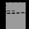 Mesenchyme Homeobox 2 antibody, 204431-T32, Sino Biological, Western Blot image 
