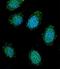 Dystrobrevin Alpha antibody, LS-C167550, Lifespan Biosciences, Immunofluorescence image 