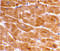 Caspase 1 antibody, 3459, ProSci Inc, Western Blot image 