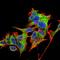 Mitochondrial Ribosomal Protein S6 antibody, orb374289, Biorbyt, Immunofluorescence image 