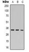 Hes Related Family BHLH Transcription Factor With YRPW Motif 2 antibody, orb318960, Biorbyt, Western Blot image 