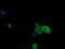 NADPH Dependent Diflavin Oxidoreductase 1 antibody, M09352, Boster Biological Technology, Immunofluorescence image 