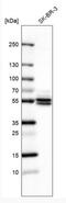 ATPase H+ Transporting V1 Subunit B1 antibody, NBP2-33962, Novus Biologicals, Western Blot image 