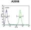FKBP Prolyl Isomerase 10 antibody, abx033365, Abbexa, Western Blot image 