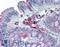 Galectin 3 Binding Protein antibody, LS-B15508, Lifespan Biosciences, Immunohistochemistry paraffin image 