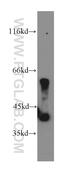 Pantothenate Kinase 3 antibody, 12466-1-AP, Proteintech Group, Western Blot image 
