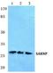 SAP Domain Containing Ribonucleoprotein antibody, A11119-1, Boster Biological Technology, Western Blot image 