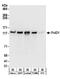 DNA polymerase delta catalytic subunit antibody, A304-005A, Bethyl Labs, Western Blot image 