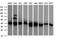 Replication factor C subunit 4 antibody, NBP2-45946, Novus Biologicals, Western Blot image 
