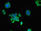 Proteasome Subunit Alpha 1 antibody, orb52931, Biorbyt, Immunofluorescence image 