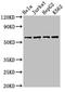 SWI/SNF-related matrix-associated actin-dependent regulator of chromatin subfamily D member 1 antibody, orb401072, Biorbyt, Western Blot image 