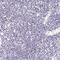 V-type proton ATPase subunit d 2 antibody, PA5-63109, Invitrogen Antibodies, Immunohistochemistry frozen image 