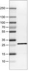 DHSB antibody, NBP2-30677, Novus Biologicals, Western Blot image 
