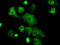 PKR2 antibody, LS-C115146, Lifespan Biosciences, Immunofluorescence image 