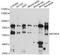 Potassium Voltage-Gated Channel Modifier Subfamily G Member 4 antibody, LS-C749439, Lifespan Biosciences, Western Blot image 