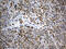Perilipin 5 antibody, M05479, Boster Biological Technology, Immunohistochemistry paraffin image 