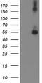 Sedoheptulokinase antibody, CF503145, Origene, Western Blot image 