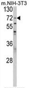 PABP-1 antibody, AP17616PU-N, Origene, Western Blot image 