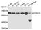 Zinc finger CCCH domain-containing protein 15 antibody, abx135963, Abbexa, Western Blot image 