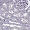 Protein FAM60A antibody, NBP2-68734, Novus Biologicals, Immunohistochemistry paraffin image 