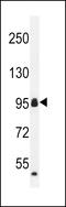 Coiled-Coil Domain Containing 110 antibody, LS-C168388, Lifespan Biosciences, Western Blot image 