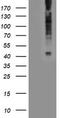 Lysophosphatidic Acid Receptor 1 antibody, TA503737, Origene, Western Blot image 