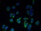 Endoplasmic Reticulum-Golgi Intermediate Compartment 1 antibody, A51109-100, Epigentek, Immunofluorescence image 