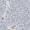 Endonuclease Domain Containing 1 antibody, HPA010517, Atlas Antibodies, Immunohistochemistry frozen image 
