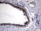 Histone Deacetylase 9 antibody, LS-C790600, Lifespan Biosciences, Immunohistochemistry paraffin image 