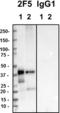 Gap Junction Protein Alpha 1 antibody, 850001, BioLegend, Western Blot image 