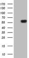 Nucleoporin 43 antibody, TA807510S, Origene, Western Blot image 
