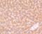 F-Box And Leucine Rich Repeat Protein 18 antibody, NBP2-75488, Novus Biologicals, Immunohistochemistry paraffin image 