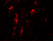 KN motif and ankyrin repeat domain-containing protein 1 antibody, 7307, ProSci Inc, Immunofluorescence image 