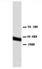 Annexin A5 antibody, AP23294PU-N, Origene, Western Blot image 