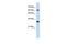 ETS2 Repressor Factor antibody, PA5-40512, Invitrogen Antibodies, Western Blot image 