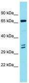 Enolase 4 antibody, TA335878, Origene, Western Blot image 