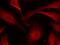 Raftk antibody, orb14915, Biorbyt, Immunofluorescence image 