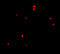 Cell Death Inducing DFFA Like Effector B antibody, 2321, ProSci Inc, Immunofluorescence image 