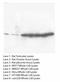 Cyclin D2 antibody, LS-C172017, Lifespan Biosciences, Western Blot image 