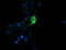 Protein Mdm4 antibody, LS-C787826, Lifespan Biosciences, Immunofluorescence image 