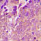 Vasodilator Stimulated Phosphoprotein antibody, abx133046, Abbexa, Western Blot image 