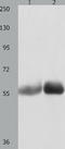 MutY DNA Glycosylase antibody, TA323282, Origene, Western Blot image 