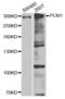 PCM1 antibody, abx004357, Abbexa, Western Blot image 