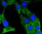 Protein Tyrosine Kinase 2 antibody, NBP2-67577, Novus Biologicals, Immunofluorescence image 