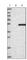Fumarate Hydratase antibody, HPA025948, Atlas Antibodies, Western Blot image 