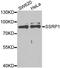 Structure Specific Recognition Protein 1 antibody, PA5-76936, Invitrogen Antibodies, Western Blot image 