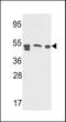 Sulfated glycoprotein 1 antibody, LS-C100593, Lifespan Biosciences, Western Blot image 